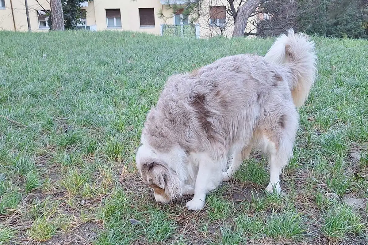Australian Shepherd adulto che annusa il terreno nel parco, concentrato e calmo, mentre osserva l’ambiente circostante