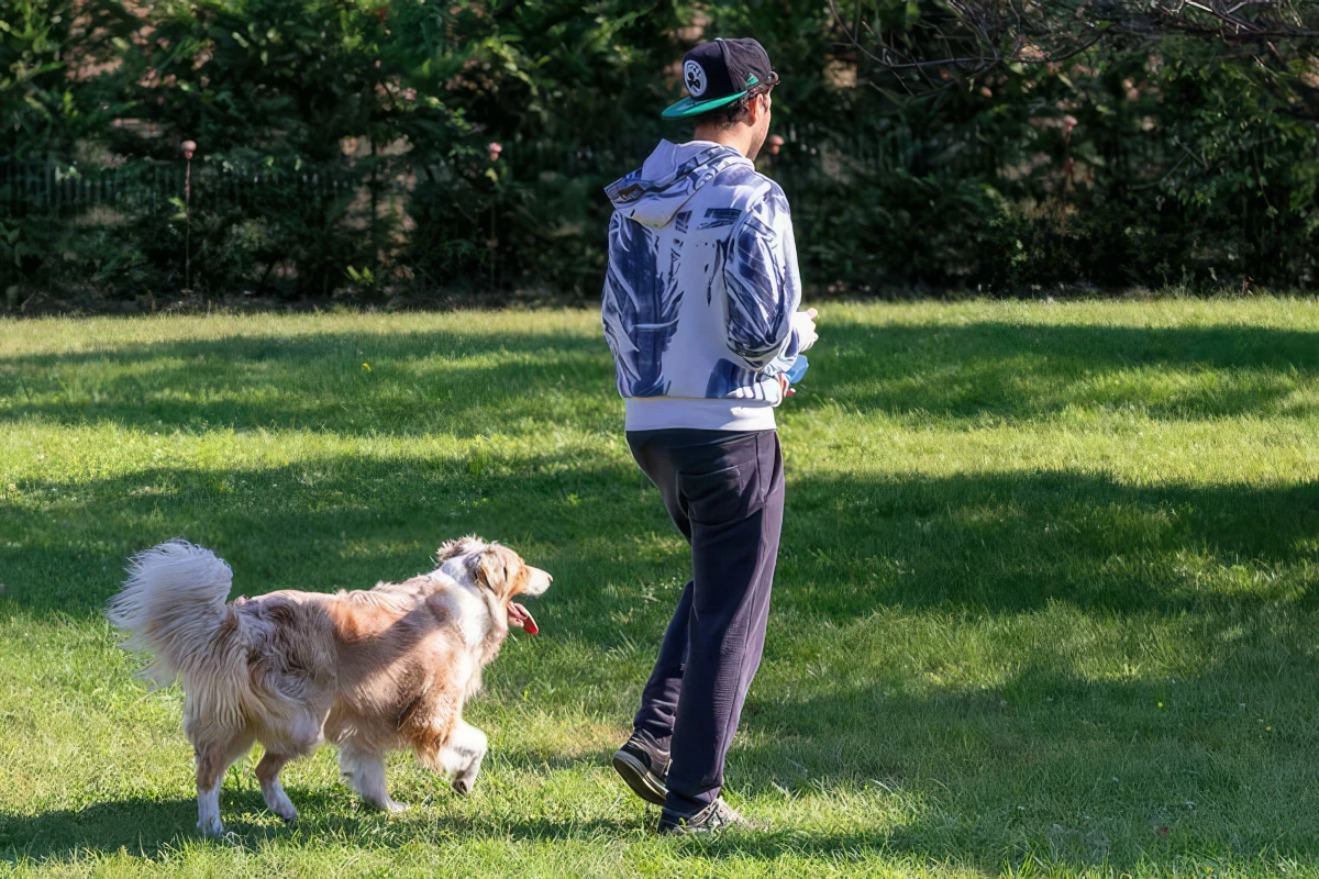 Un Australian Shepherd durante una passeggiata: attenzione, relazione e reattività.