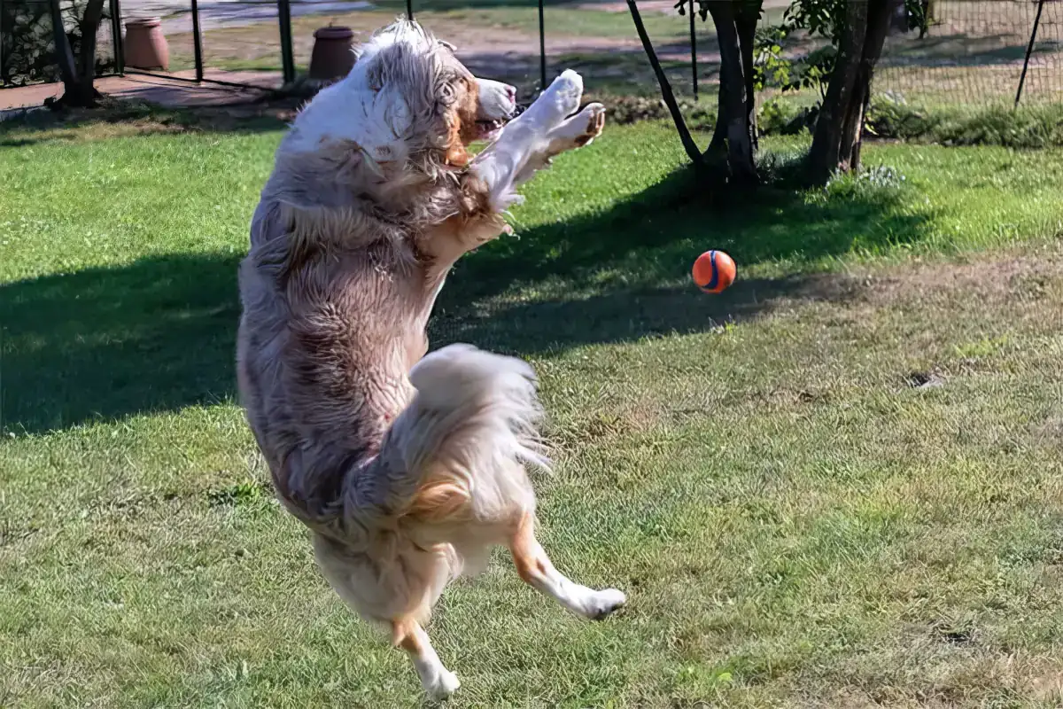 Un Australian Shepherd durante il gioco, nella fase dei primi 12 mesi di vita: periodo cruciale per la maturazione del sistema nervoso, l’autocontrollo e la gestione degli stimoli.