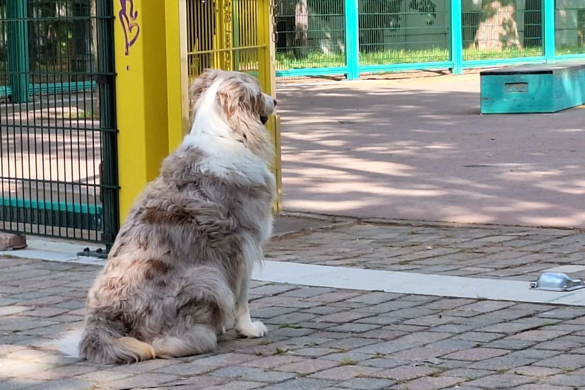 Una femmina di Pastore Australiano red merle seduta all’ingresso di uno skatepark osserva con attenzione l’ambiente circostante. L’immagine richiama il tema dell’articolo: un Aussie equilibrato non è un cane spento, ma un cane capace di osservare, regolarsi e accendersi quando serve.