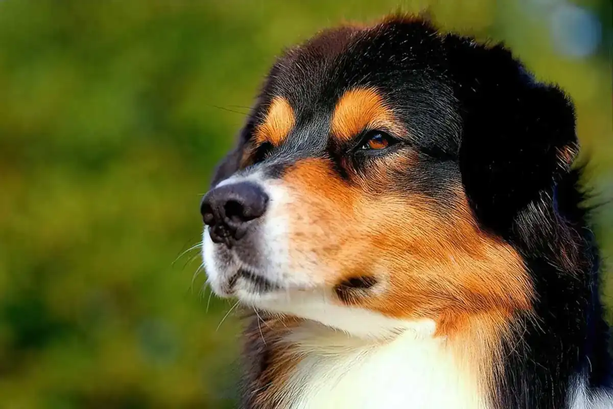 Immagine rappresentativa dell’intelligenza e della capacità attentiva del Pastore Australiano, utilizzata nell’articolo sull’interpretazione dell’intelligenza nel cane secondo etologia cognitiva.