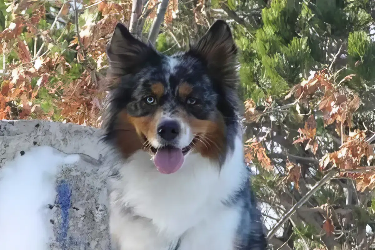 Australian Shepherd con orecchie erette in ambiente naturale. L’orecchiatura dritta è un carattere storicamente presente nella razza e spiegabile dal punto di vista genetico.
