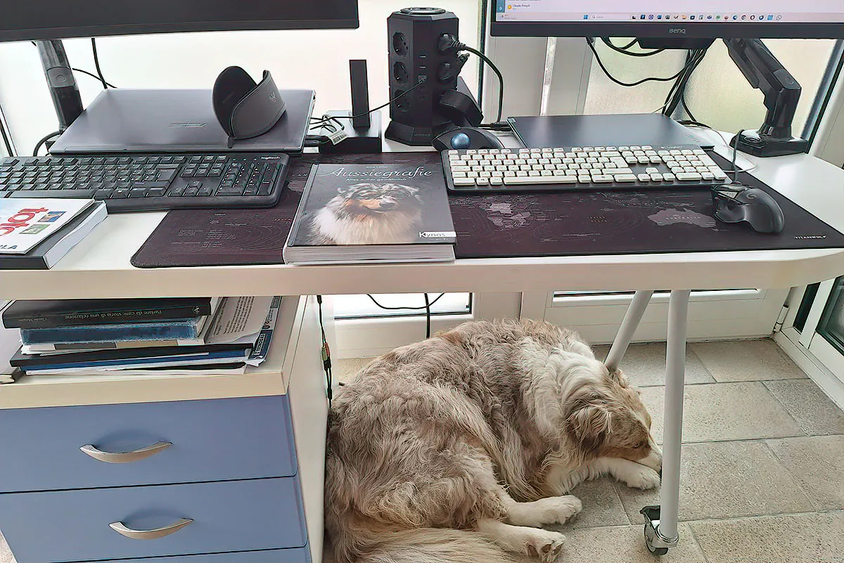 Una femmina di Pastore Australiano red merle dorme sotto una scrivania da lavoro, circondata da computer, libri e oggetti quotidiani. L’immagine accompagna una riflessione sull’Aussie moderno, tra origine da cane da lavoro e vita familiare contemporanea.