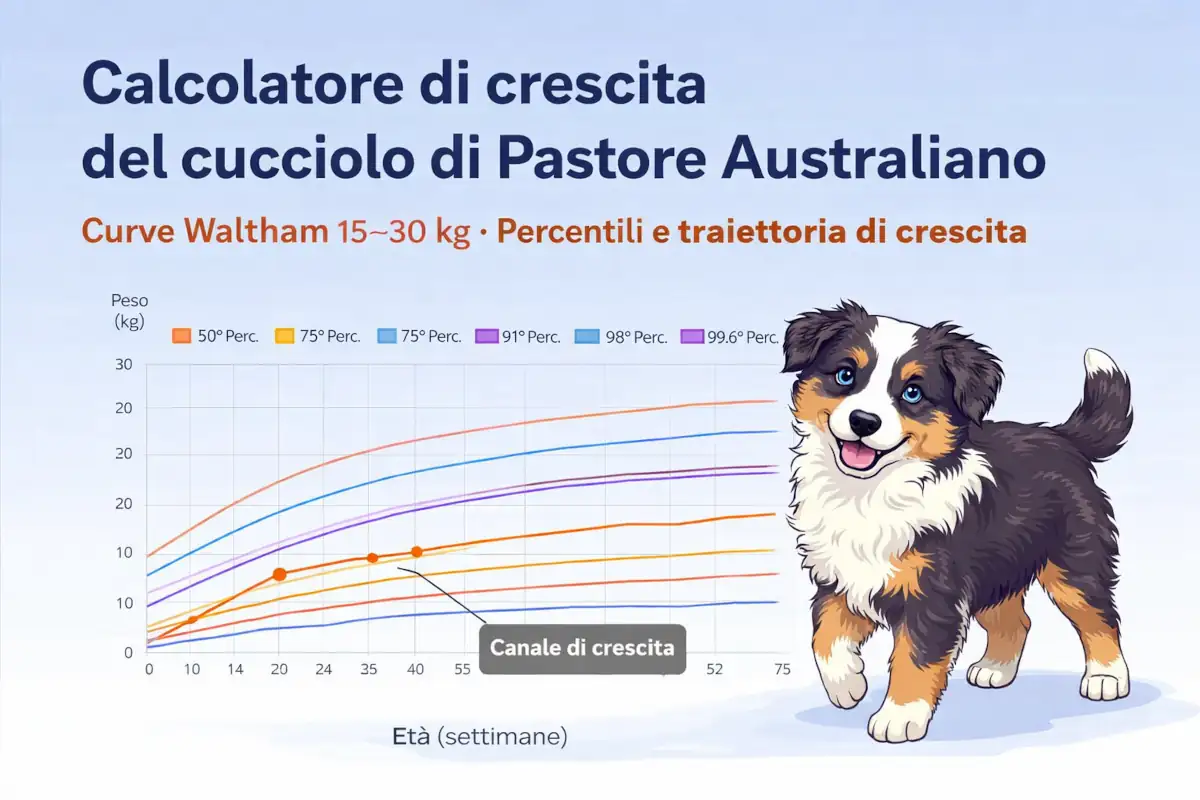 Infografica illustrativa del calcolatore di crescita del cucciolo di Pastore Australiano: mostra le curve di crescita Waltham (15–30 kg), i percentili di riferimento e l’esempio di una traiettoria reale, utile per interpretare correttamente l’andamento del peso nel tempo.