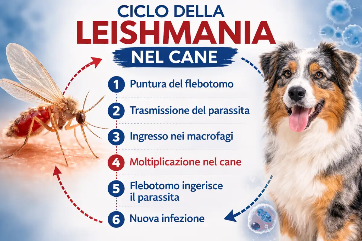 Illustrazione informativa sulla leishmaniosi nel cane con Australian Shepherd, flebotomo vettore e sintomi principali della malattia.