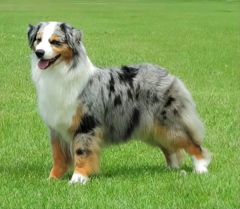 Mell, Australian Shepherd femmina, ripresa in stazione: struttura equilibrata, linea superiore stabile e proporzioni coerenti con una costruzione funzionale.