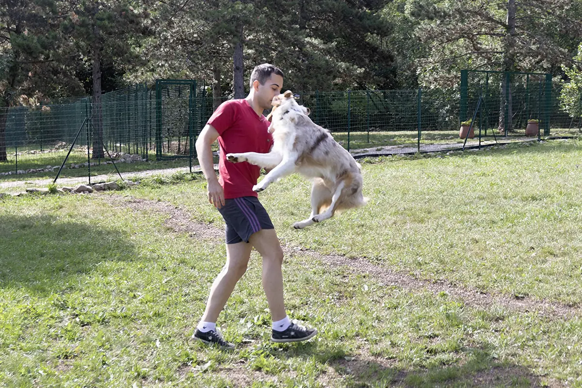 Nash, Australian Shepherd red merle, salta quasi verticalmente da fermo verso una persona, mostrando la capacità dell’Aussie di raccogliere il corpo e sfruttare la spinta del posteriore.