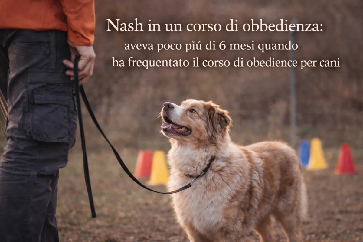 Una giovane Pastore Australiano red merle, di circa sei mesi, partecipa a un corso di obbedienza all’aperto, mantenendo il contatto visivo con il proprio conduttore mentre osserva l’ambiente circostante.