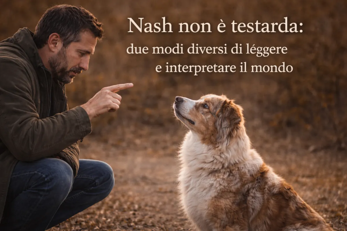 Un Pastore Australiano red merle osserva attentamente il proprio proprietario durante un momento di comunicazione all’aperto, rappresentando la relazione e la capacità del cane di interpretare segnali e contesto.