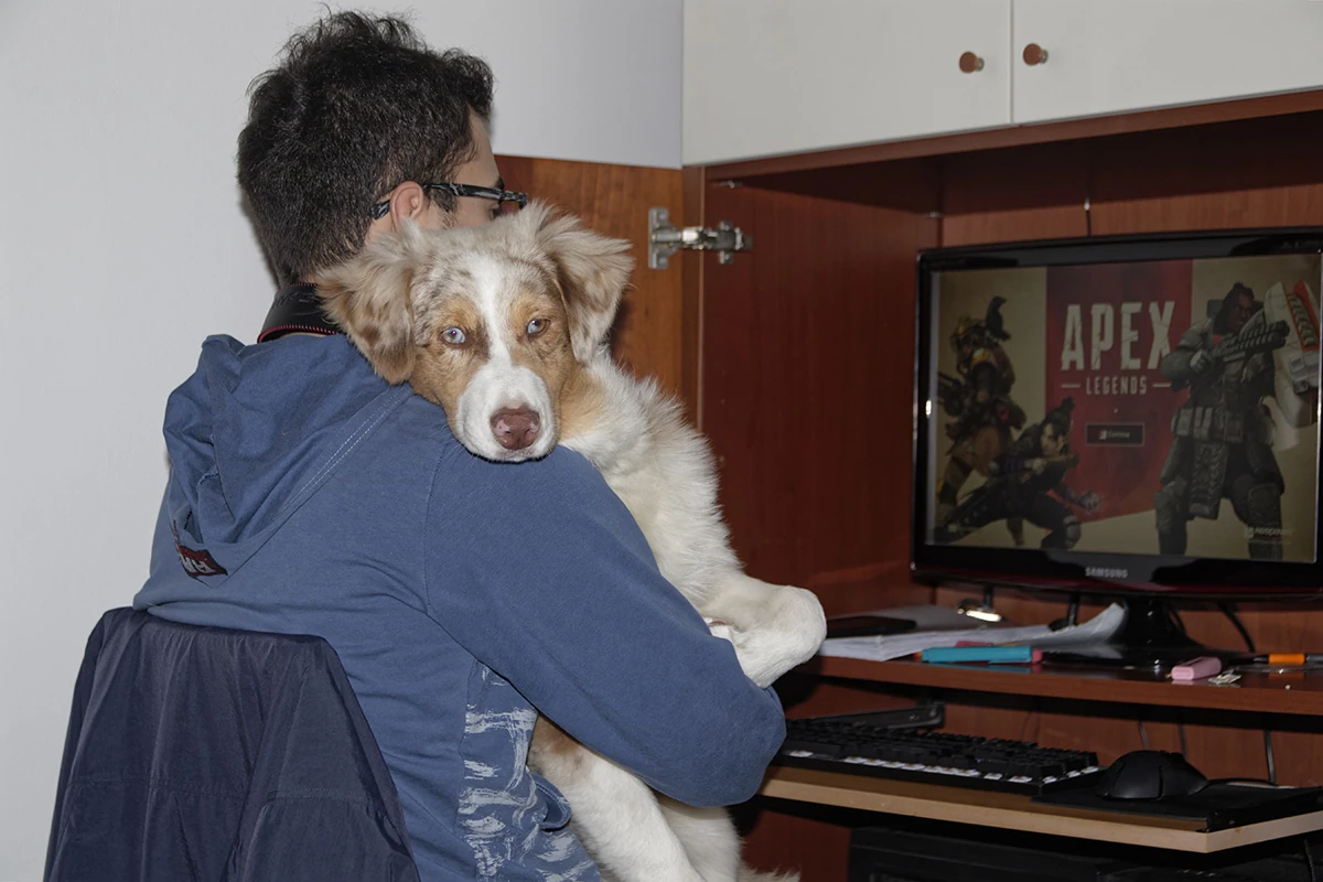 Pastore Australiano con ragazzo durante un momento di vita familiare