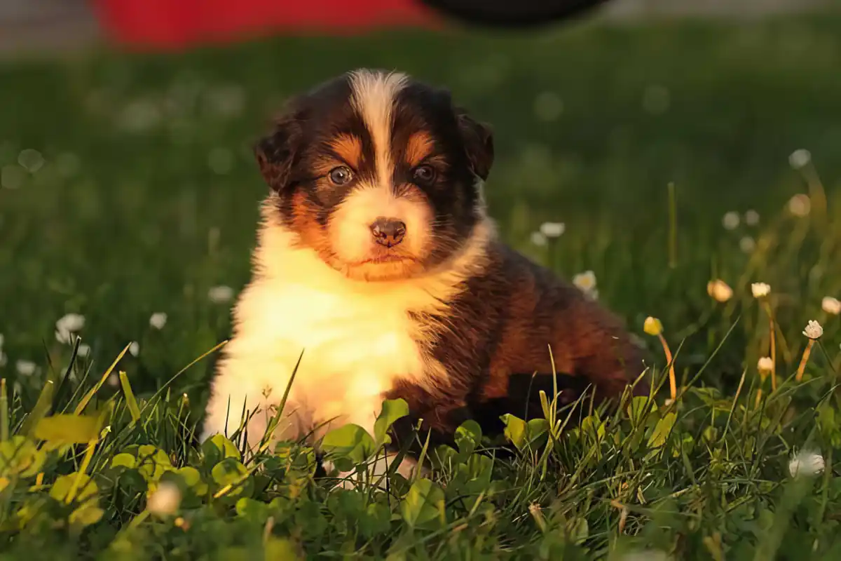 Cucciolo di Australian Shepherd tricolor seduto sull’erba illuminato dalla luce del tramonto, con uno sguardo attento e intenso.