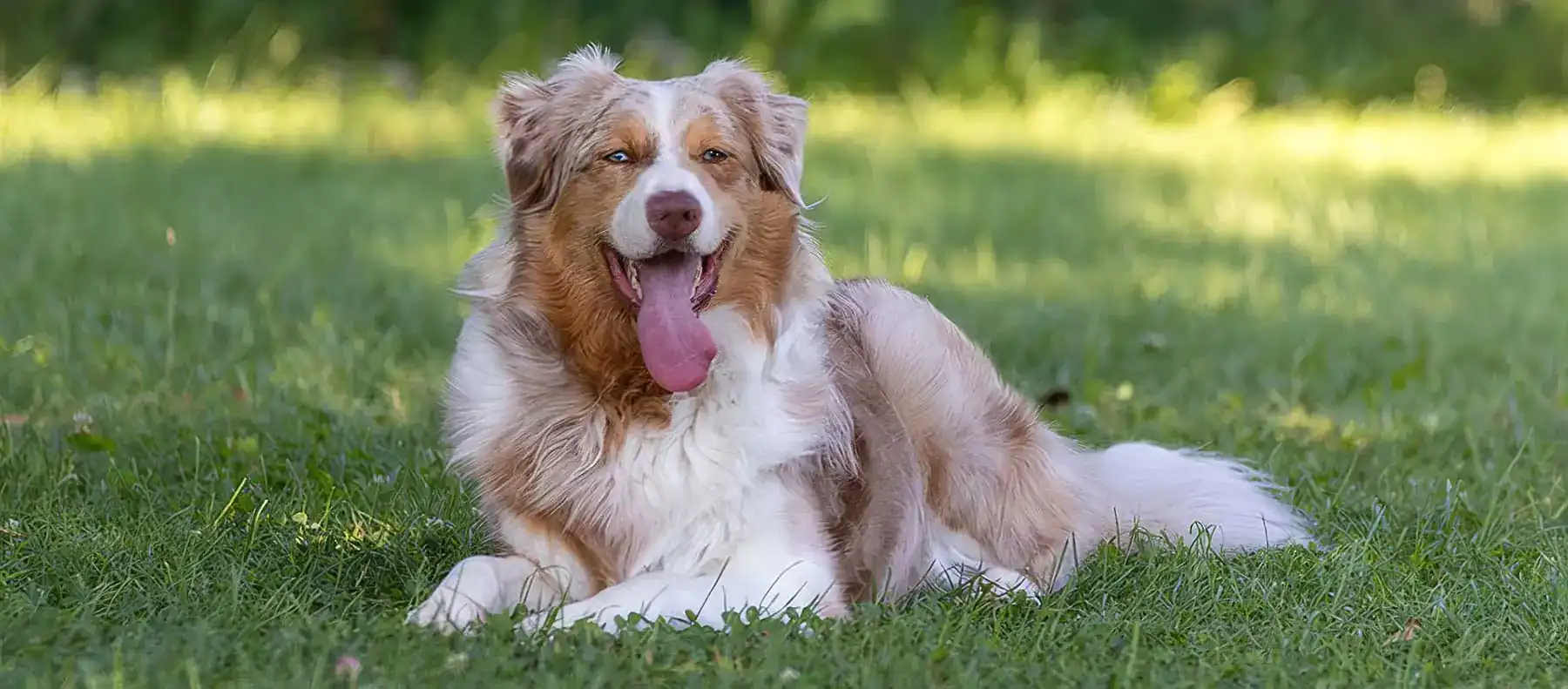 Nash, Pastore Australiano red merle, nella home di Solo Aussie