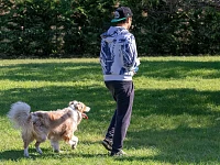 Un Australian Shepherd durante una passeggiata: attenzione, relazione e reattività.