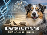 Australian Shepherd in primo piano, simbolo di equilibrio e autoregolazione, con riferimenti visivi a genetica e selezione comportamentale.