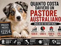 Infografica che rappresenta il prezzo medio del Pastore Australiano basata su 122 casi reali. L’immagine mostra un cucciolo di Australian Shepherd affiancato da dati sintetici su prezzo medio, mediana, differenze tra allevamento e privati, presenza di test genetici, variabilità regionale e casi estremi come acquisti all’estero o sovrapprezzo per il mantello blu merle.