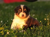 Cucciolo di Australian Shepherd tricolor seduto sull’erba illuminato dalla luce del tramonto, con uno sguardo attento e intenso.