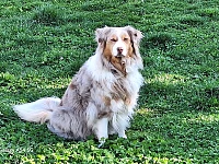 Pastore Australiano red merle seduto sull’erba, con espressione attenta e concentrata. L’immagine accompagna un articolo sull’intelligenza dell’Aussie, sulla sua capacità di osservare, interpretare il contesto e risolvere problemi anche nella vita quotidiana.