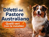 Pastore Australiano adulto seduto all’aperto, attento e vigile, mentre osserva l’ambiente circostante con espressione concentrata.