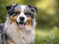 Ritratto di Australian Shepherd in ambiente naturale, con espressione rilassata e attenta, a rappresentare equilibrio mentale, calma e corretta gestione dell’attività quotidiana nella razza.