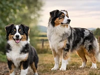 Un Miniature American Shepherd e un Australian Shepherd ritratti nello stesso contesto naturale. L’immagine accompagna un approfondimento sulle differenze caratteriali, funzionali e di selezione tra le due razze, oltre la semplice distinzione di taglia.