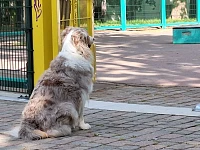 Una femmina di Pastore Australiano red merle seduta all’ingresso di uno skatepark osserva con attenzione l’ambiente circostante. L’immagine richiama il tema dell’articolo: un Aussie equilibrato non è un cane spento, ma un cane capace di osservare, regolarsi e accendersi quando serve.