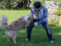 Pastore Australiano red merle che gioca con un ragazzo durante i primi 12 mesi di crescita