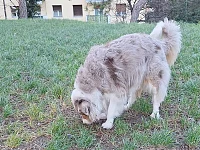 Australian Shepherd adulto che annusa il terreno nel parco, concentrato e calmo, mentre osserva l’ambiente circostante