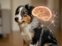 Pastore Australiano giovane in primo piano con doppia esposizione sullo sfondo che mostra un cervello stilizzato e neuroni che si dissolvono, a simboleggiare la neuronal ceroid lipofuscinosis NCL6 e la demenza genetica progressiva.