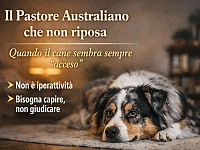 Immagine di un Pastore Australiano sdraiato in casa, apparentemente a riposo ma con uno sguardo vigile, rappresentazione realistica della difficoltà di alcuni Aussie a rilassarsi completamente nella vita quotidiana.