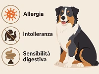Illustrazione didattica di un Australian Shepherd accanto a tre icone che rappresentano allergia, intolleranza e sensibilità digestiva, con richiami a prurito, otiti e diarrea, senza toni allarmistici.