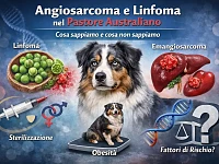 Illustrazione informativa dedicata al tema di linfoma ed emangiosarcoma nel Pastore Australiano, con riferimento ai principali fattori di rischio discussi in letteratura veterinaria, tra cui predisposizione genetica, obesità e sterilizzazione. L’immagine accompagna un approfondimento scientifico su ciò che è noto e ciò che è ancora oggetto di studio.