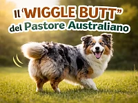 Australian Shepherd sorridente in controluce su un prato, con movimento del posteriore evidenziato per rappresentare il wiggle butt