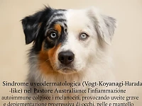 Primo piano di un Pastore Australiano blue merle: un lato del muso è a colori e l’altro è desaturato, con un occhio velato, a simboleggiare la sindrome uveodermatologica che attacca il pigmento di occhi, pelle e pelo.