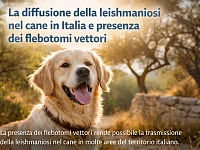 Illustrazione dedicata alla diffusione della leishmaniosi nel cane in Italia, con riferimento alla presenza dei flebotomi vettori e alla distribuzione geografica della malattia.