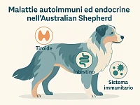Silhouette di un Australian Shepherd di profilo con tiroide, intestino e sistema immunitario evidenziati con icone semplici, in stile illustrato e non allarmistico.