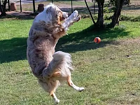 Un Australian Shepherd durante il gioco, nella fase dei primi 12 mesi di vita: periodo cruciale per la maturazione del sistema nervoso, l’autocontrollo e la gestione degli stimoli.