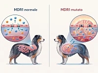 Infografica di un Pastore Australiano divisa in due metà: a sinistra la barriera emato-encefalica con P-glicoproteine funzionanti che respingono i farmaci dal cervello, a destra la stessa barriera con P-glicoproteine difettose e un eccesso di molecole che entra nel cervello per effetto della mutazione MDR1.