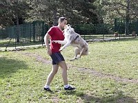 Nash, Australian Shepherd red merle, salta quasi verticalmente da fermo verso una persona, mostrando la capacità dell’Aussie di raccogliere il corpo e sfruttare la spinta del posteriore.