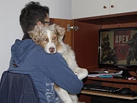 Pastore Australiano con ragazzo durante un momento di vita familiare