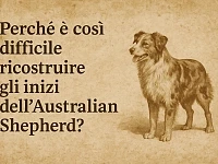Illustrazione vintage di un cane tipo Australian Shepherd accanto al titolo dell’articolo sulle difficoltà di ricostruire le origini della razza.