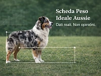 Australian Shepherd in posizione laterale su prato con indicatori grafici di misurazione corporea (altezza e lunghezza), utilizzato per rappresentare la raccolta dati sul peso ideale nella razza.