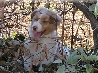 Cucciolo di Australian Shepherd red merle che esplora tra rami e foglie.