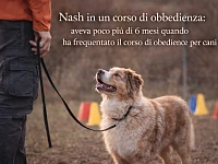 Una giovane Pastore Australiano red merle, di circa sei mesi, partecipa a un corso di obbedienza all’aperto, mantenendo il contatto visivo con il proprio conduttore mentre osserva l’ambiente circostante.