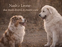 Un Pastore Australiano red merle e un Mastino Abruzzese si osservano durante un incontro all’aperto, evidenziando il contrasto tra un cane da conduzione attento e reattivo e un cane da guardiania calmo e riflessivo.