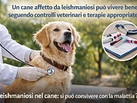 Cane sottoposto a controllo veterinario per la gestione della leishmaniosi, malattia parassitaria che può essere controllata nel tempo con diagnosi precoce e monitoraggio clinico.
